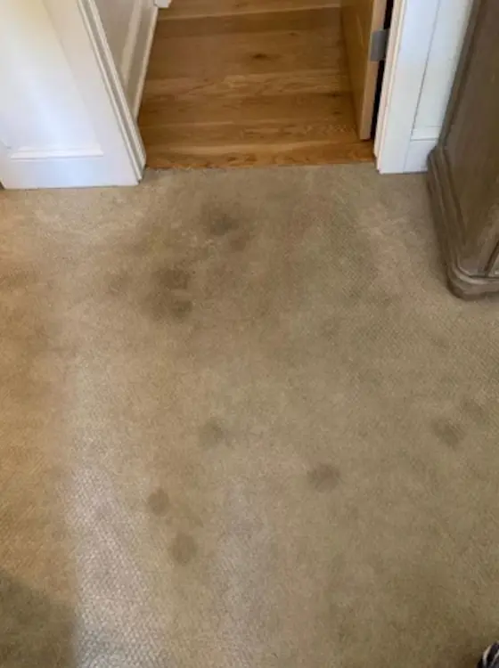 Hallway carpet before treatment with visible stains
